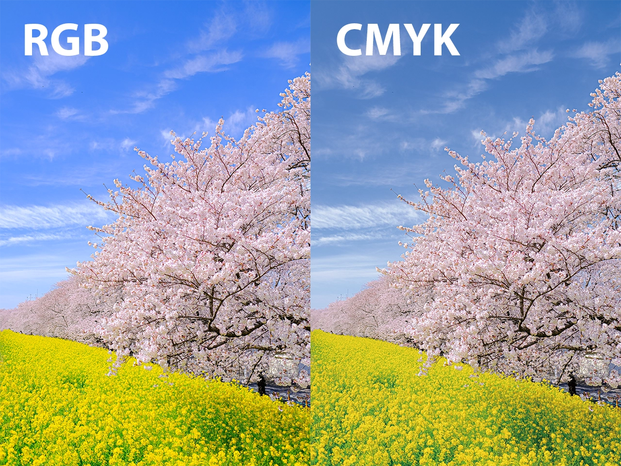桜と菜の花、RGBとCMYKの比較イメージ