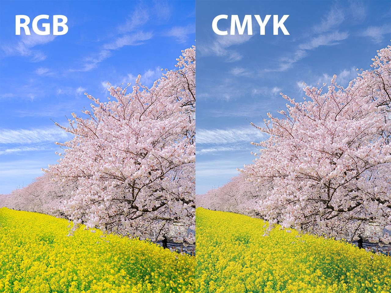 左半分がRGBで右半分がCMYKの桜と菜の花の写真